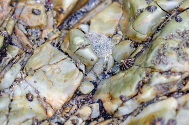 Deniz omurgasızlarıyla dolu kayalık bir kıyı şeridine yakından bakmak, kamufle olmuş bir deniz yıldızı ve deniz fenerleri, intertidal ekosistemlerin biyolojik çeşitliliğini gösteriyor..