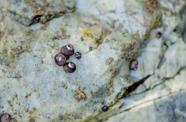 Deniz salyangozları yıpranmış bir kıyı kayası üzerinde, deniz biyolojik çeşitliliğini ve gelgit bölgelerinin engebeli güzelliğini gösteren küçük bir deniz salyangozu kümesi. Doğa ya da sualtı temaları için ideal.