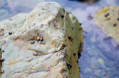 Küçük deniz salyangozlarının kıyı şeridindeki yıpranmış bir kayaya tutunarak alçak gelgitte yakalandığı detaylı bir görüntü. Deniz yaban hayatı veya okyanus ekolojisi kavramları için mükemmel..