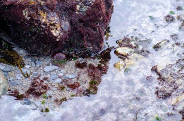 Vahşi deniz şakayıkları, deniz yosunları ve doğal habitatları ve biyolojik çeşitliliği resmetmek için ideal dokulu yosun içeren kayalık bir kıyı bölgesinde sığ gelgit havuzu..