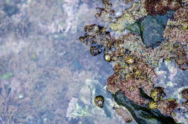 Deniz salyangozlarının ve kayalık bir sahil şeridinde renkli alglerin bulunduğu canlı bir gelgit havuzunun yakın plan fotoğrafı. Doğa, okyanus yaşamı ve ekosistem kavramları için ideal..