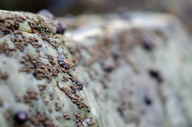 Midye ve deniz salyangozlarının ıslak bir kayaya tutunarak gelgit yaşamını ve dokusunu yakalayan makro yakın çekimi. Deniz biyolojisi ya da doğal peyzaj temaları için ideal.