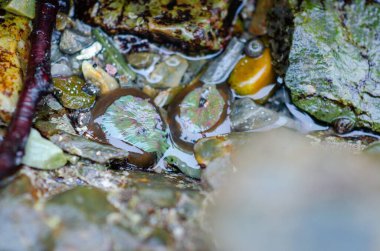 Deniz şakayıklarının, canlı kaya ve kabuklar arasında gelgit havuzuna batmış, deniz kıyılarındaki ekosistemlerin çeşitliliğini ve detaylarını yakalayan yakın çekim görüntüsü.