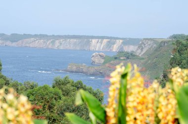 Ön planda canlı sarı kır çiçekleri, dramatik uçurumlar ve sakin mavi deniz ile resmedilmiş kıyı manzarası. Seyahat, doğa ve doğa kavramları için mükemmel..