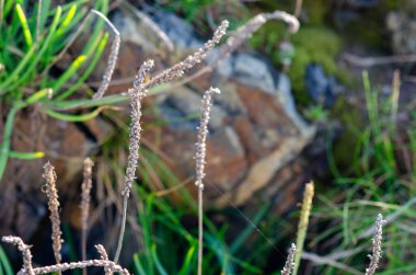 Bulanık kayalık arka planda kuru yabani otların makro çekimi, doğal dokuyu ve açık hava ortamında hafif güneş ışığını vurguluyor. Doğa ve arka plan kavramları için mükemmel.