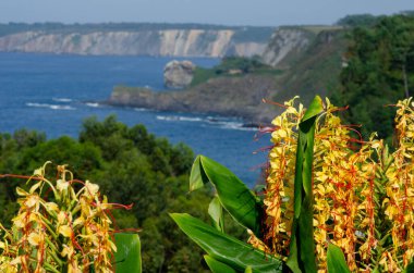 Canlı sarı çiçekler, yaz aylarında dramatik uçurumlar ve mavi okyanuslarla dolu manzaralı bir kıyı manzarasının ön planında çiçek açar. Seyahat ve doğa kavramları için mükemmeldir..