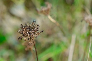 Sonbahar doğasını ve mevsimsel değişimi temsil eden bulanık yeşil çayır arka planına sahip kurumuş bir kır çiçeğinin ayrıntılı bir yakın çekimi. Tasarım ve botanik temalar için mükemmel.