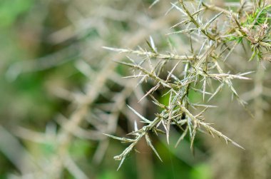 Keskin dikenleri ve vahşi bir çevredeki doğal dokuları ön plana çıkaran dikenli bir bitki dalının makro çekimi. Uyarı veya savunma kavramlarını göstermek için mükemmel.