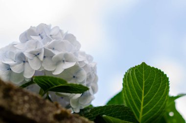 Zarif beyaz ortanca canlı yeşil yapraklar ve yumuşak gün ışığı gökyüzü ile çiçek açar. Bahar, bahçe ve doğa tasarım temaları için mükemmel..
