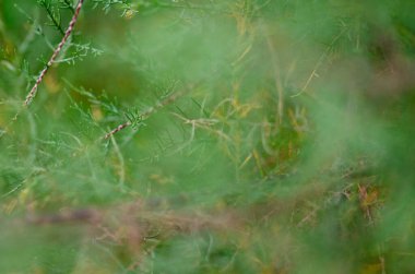 Yumuşak, bulanık yeşil dallar ve yapraklar sakin, soyut bir arkaplan oluşturur. Eko tasarımı veya organik temalar için mükemmeldir..