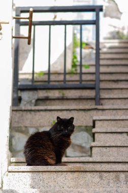 Kabarık tüylü siyah bir kedi metal korkulukların önündeki granit basamaklara dayanır. Güneş ışığı ve şehir atmosferinin tadını çıkarırlar. Sokak hayvanları ve vahşi yaşam için mükemmel bir tema..