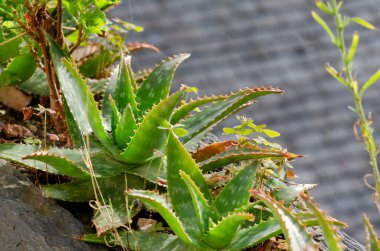 Canlı yeşil aloe vera bitkileri. Bir bahçedeki kayalık toprakta yetişen dikenli yapraklar. Doğal iyileşme, botanik dokular ve peyzaj temaları için ideal.