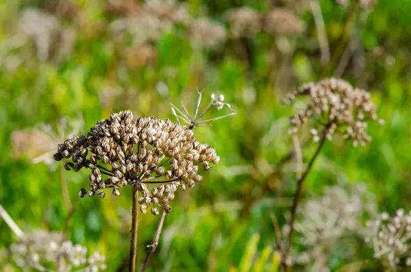 Canlı bir yaz çayırında kurumuş kır çiçeklerinin yakın çekimi. Doğal güneş ışığı, bulanık yeşil arka plan ve seçici odak kırsal sükuneti ve botanik ayrıntılarını vurguladı.