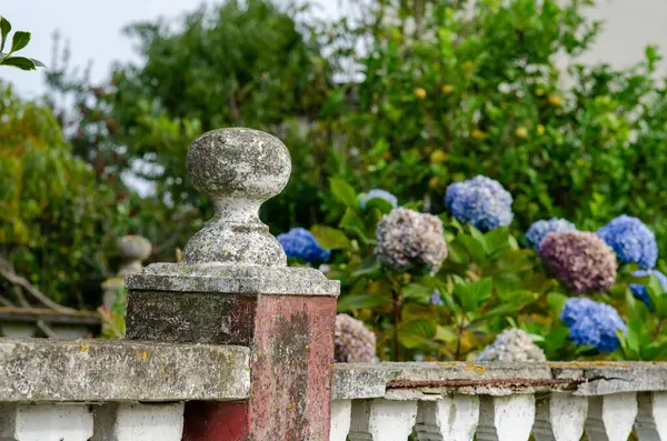 Canlı ortancalarla dolu bahçesinde dokulu bir yüzeyi olan eski taş çit direği. Sakin yaz atmosferi, kırsal cazibe, açık hava çiçekleri..