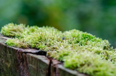Canlı yeşil yosunlar, ormandaki yıpranmış bir ağaç gövdesinin yüzeyini kaplayarak, arka plan veya eko-temalı tasarımlar için mükemmel, dingin, doğal bir doku yaratır..