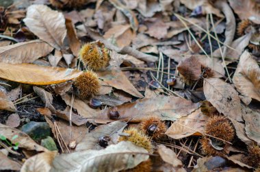 Sonbaharda orman zeminini kaplayan olgun kestane meyveleri ve düşmüş yapraklarla doğal arka plan. Mevsimsel, doğa ya da ekolojik projeler için mükemmel.