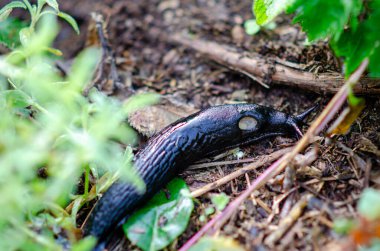 Siyah bir sümüklü böcek yeşil bitkiler ve organik gübre ile çevrili nemli bahçe toprağında yavaşça hareket eder. Bahçe haşereleri ve vahşi yaşam ekolojisi için ideal..
