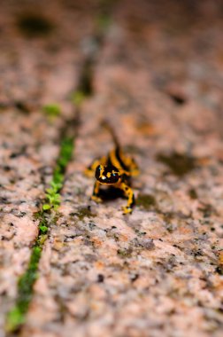 Vahşi doğada nemli bir yolda yürüyen bir ateş semenderi yakından görülüyor. Parlak amfibi doğal asfalt zeminiyle keskin bir tezat oluşturur..