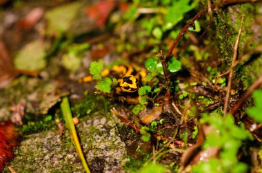 Parlak sarı ve siyah işaretli çarpıcı bir ateş semenderi yemyeşil yapraklar ve orman zemininin arasında kamufle edilir. Doğa, vahşi yaşam ve orman ekosistem temaları için mükemmel..