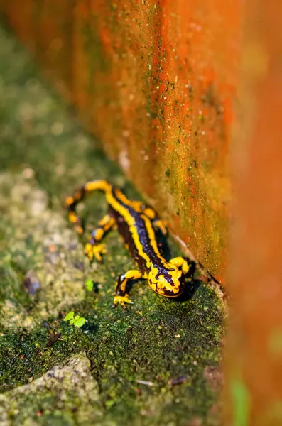 Canlı bir ateş semenderi turuncu tonları olan nemli, yosunlu taş bir duvar boyunca sürünür, canlı sarı ve siyah renkler sergiler ve bir açık hava vahşi yaşam ortamı oluşturur..