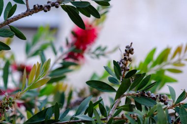 Tohum kapsülleri ve canlı yeşil yapraklı bir şişe fırçası dalının makro görüntüsü. Arka planda canlı bir botanik aksanı için bulanık bir çiçek var..