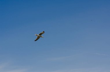 Tek bir martı zarif bir şekilde mavi gökyüzüne doğru süzülür. Huzur, ilham ve kaçış hissi uyandırır. Seyahat veya doğa kavramları için mükemmel..
