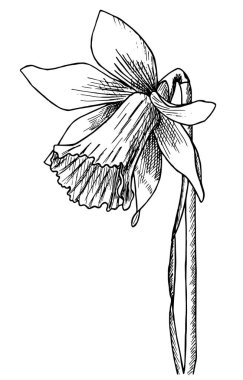 Siyah çizgili el nergis çiçeği çiziyor ve yapraklar tamamen çiçek açıyor. Tek renk beyaz üzerine izole edilmiş. Çiçek kartı, tekstil baskısı, nakış, peçete, ambalaj, düğün davetiyesi