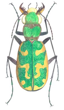 Kanatlı yeşil Cicindelidae böceği izole edilmiş. Cephalota besseri. El yapımı suluboya böcek. Cicindelidae. Böcek Karabidae koleksiyonu. Böcek