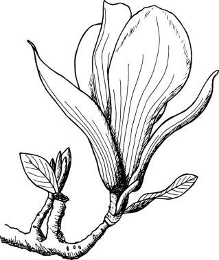 Manolya grafiği. gerçekçi çizim I vektör llustration