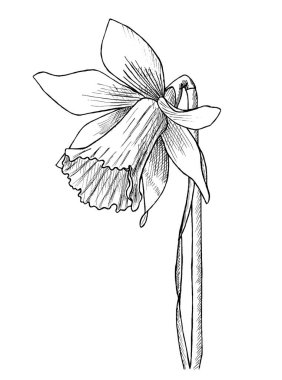 Nergis Narcissus çiçekli sarı ve yeşil oymalı mürekkep sanatı