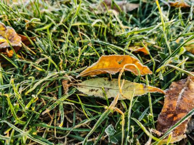 Sonbaharın ilk buzları. sis yaprakları ve çimenler bir buz tabakasıyla kaplanmış.