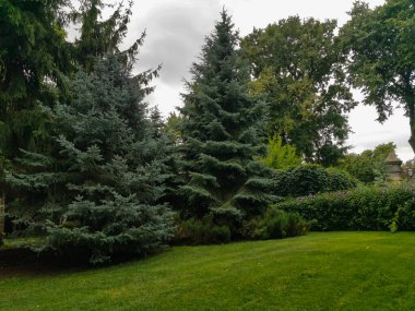 Bir şehir parkında mavi ladin (Picea pungens). Kozalaklı bitkilerden bir şehir parkının peyzajı.. 