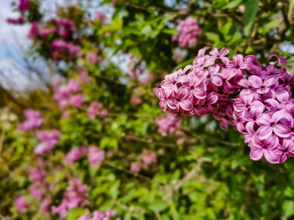 Syringa Schöne Fliederfarbene Blüten Auf Grünem Hintergrund Natürlichem Frühlingshintergrund Weicher — Stockfoto