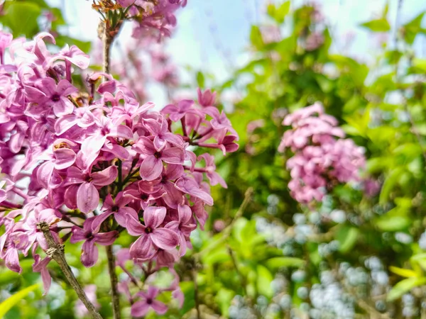 Syringa Schöner Fliederfarbener Blütenzweig Auf Grünem Hintergrund Natürlicher Frühlingshintergrund Weicher — Stockfoto