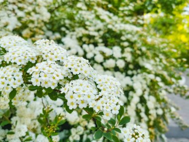 Çiçekli beyaz çelenk Spirea (Spiraea x arguta), gelin çelengi.