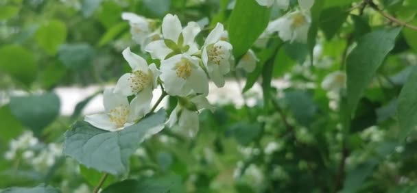 Kwiaty Jaśminu Krzewie Słoneczny Letni Dzień — Wideo stockowe