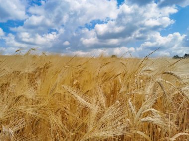 Mavi gökyüzünün altında buğday kulaklı bir tarla. Tarım, tarla. Manzara, doğa, sonbahar.