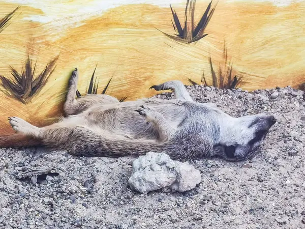 Meerkat or suricate (Suricata suricatta), juvenile, sleeping relaxed on the sand with its paws up