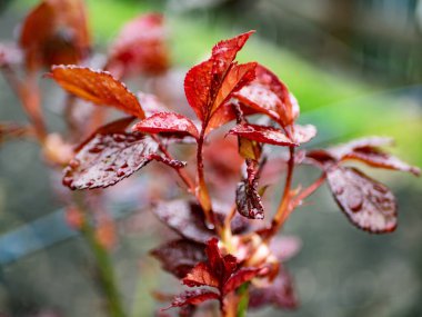 Yağmurdan sonra kırmızı gül yapraklarının üzerindeki taze yağmur damlalarının yakınlaşması
