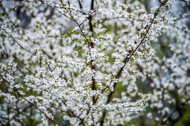 Baharda çiçek açan beyaz kiraz ağacı 