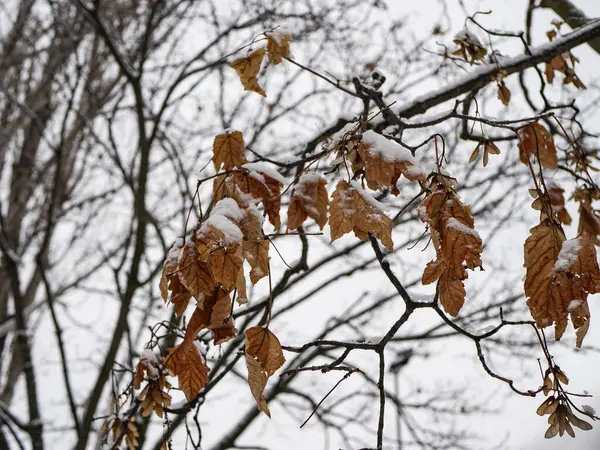 maple leave in the snow oh the tree. November First Snow