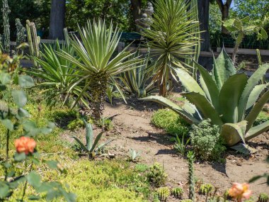 Aloe, palmiye ağaçları ve kaktüs. Sulu bir bahçe.