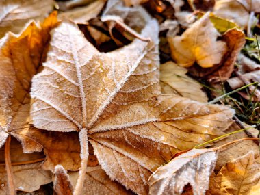 Güzel donmuş sonbahar akçaağaç yaprakları yerde. Akçaağaç, buzdan sonra, buzlu bir sınırla ayrılıyor.