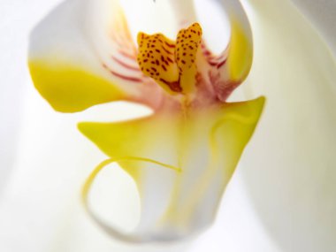 Phalaenopsis. Beyaz orkide çiçekli makro 