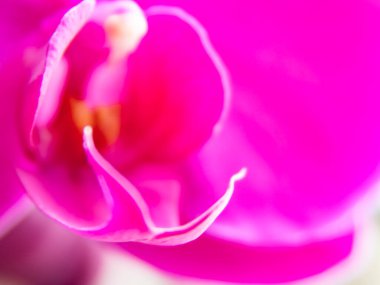 Tek bir açık pembe orkide çiçeğinin arka planda hafif ışıklandırması. Yumuşak odak