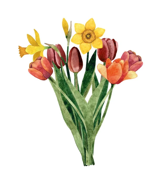 Watercolor hand painted illustration of spring bouquet with Tulip and Daffodil flowers. Isolated on white background.