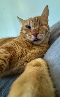 Tek gözlü turuncu kedi, enükleasyondan sonra melanom tarafından göz delinmesi. 