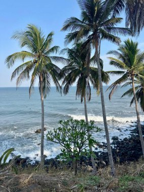 Tropik bir plajda rüzgarda sallanan görkemli palmiye ağaçlarının huzurlu manzarası. Sörfçülerle okyanus dalgaları doğa ve eylem arasında bir zıtlık yaratır..