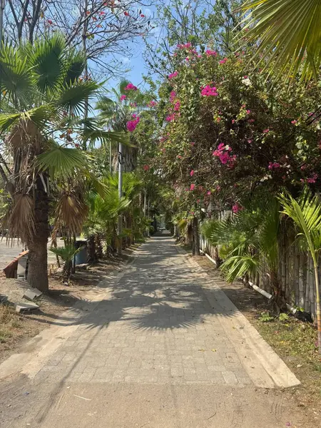 Palmiye ağaçları ve renkli çiçeklerle kaplı güzel bir patika rahatlatıcı, tropikal bir atmosfer yaratıyor. Güneş ışığı yeşilliklerde parlıyor, bu açık alanın doğal güzelliğini ve sükunetini vurguluyor. Gezinti, yürüyüş ve zaman için ideal.