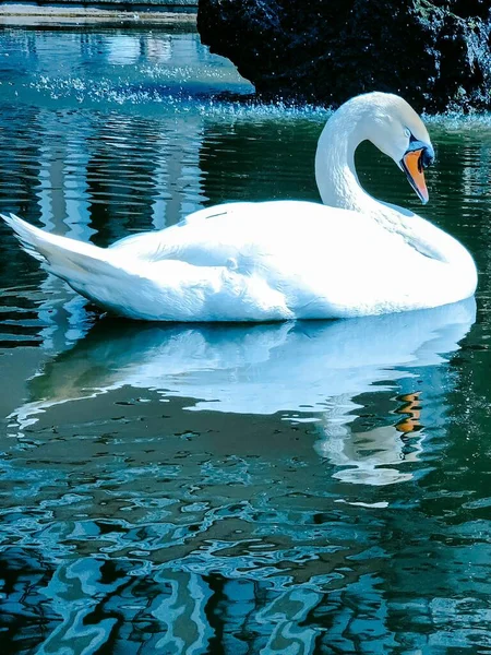 白い白鳥が水中で泳いでいる — ストック写真